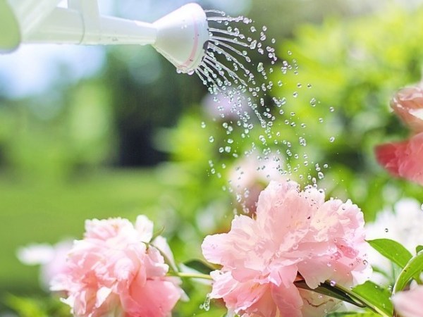 Öntözési tippek kánikulában